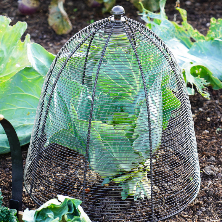 Outdoor Metal Wire Plant Protector Dome for Garden