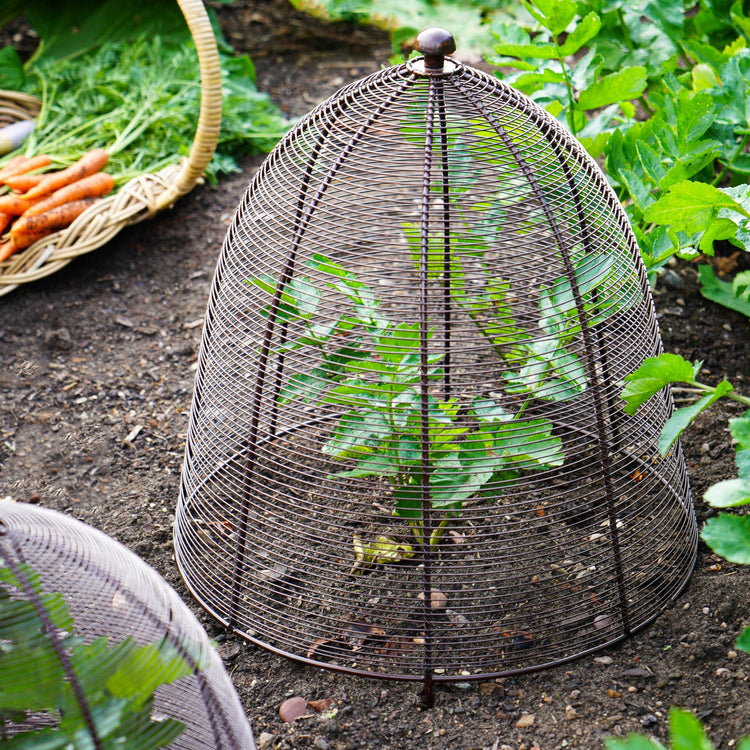 Outdoor Metal Wire Plant Protector Dome for Garden